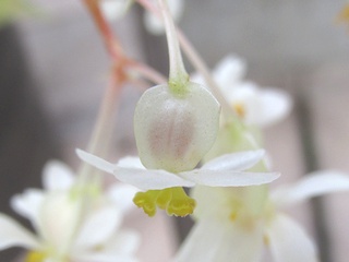 Begonia_foliosa_amplifolia04.jpg
