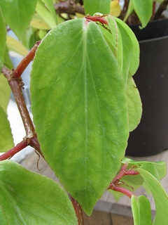 Begonia_foliosa_amplifolia07.jpg