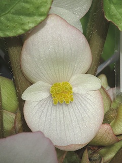 Begonia_handelii02.jpg
