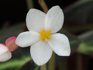 Begonia_listada01.jpg