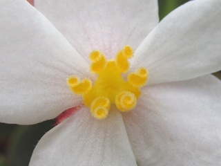 Begonia_listada02.jpg