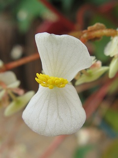 Begonia_lyman-smithii01.jpg