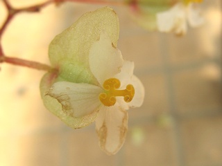 Begonia_lyman-smithii02.jpg
