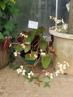 Begonia_lyman-smithii03.jpg