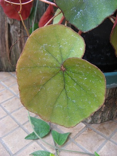 Begonia_lyman-smithii04.jpg