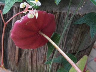 Begonia_lyman-smithii05.jpg