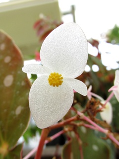 Begonia_maculata01.jpg