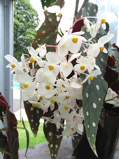 Begonia_maculata02.jpg