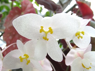 Begonia_maculata03.jpg