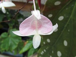 Begonia_maculata04.jpg
