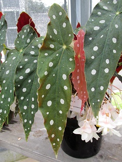 Begonia_maculata06.jpg