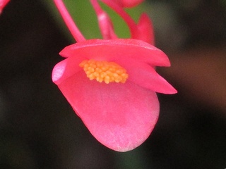 Begonia_maculata_elegantissima01.jpg