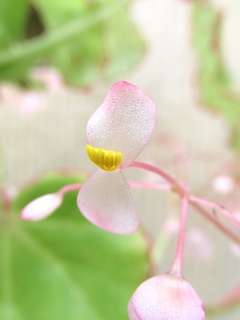 Begonia_manicata01.jpg