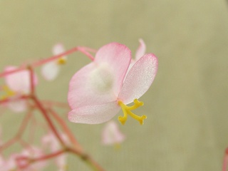 Begonia_manicata02.jpg