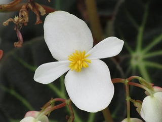 Begonia_olsoniae01.jpg
