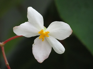 Begonia_olsoniae02.jpg