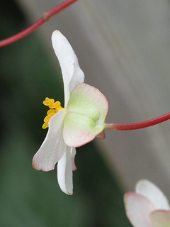 Begonia_olsoniae03.jpg
