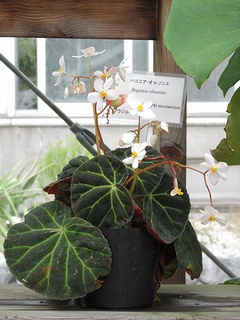 Begonia_olsoniae04.jpg