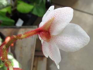 Begonia_rex-cultorum04.jpg