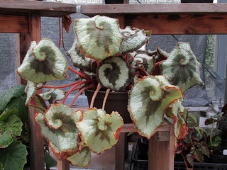 Begonia_rex-cultorum05.jpg
