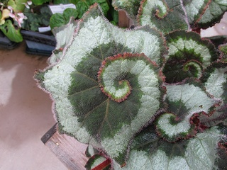 Begonia_rex-cultorum06.jpg