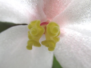 Begonia_rex-cultorum09.jpg