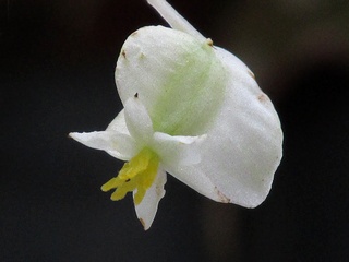 Begonia_solimutata02.jpg
