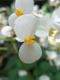 Begonia_vitiensis01.jpg