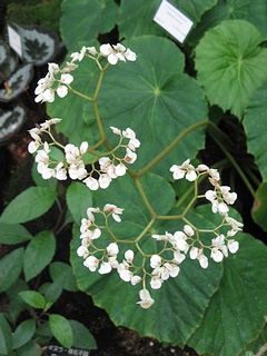 Begonia_vitiensis02.jpg