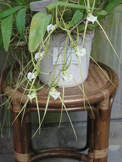 Brassia_verrucosa01.jpg