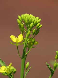 Brassica_juncea_integrifolia02.jpg