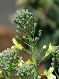 Brassica_oleracea_botrytis_cymosa03.jpg