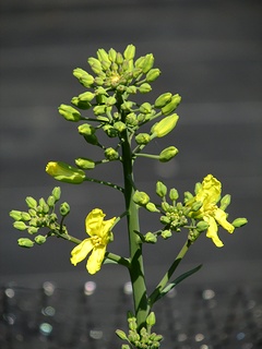Brassica_oleracea_gonygylodes02.jpg