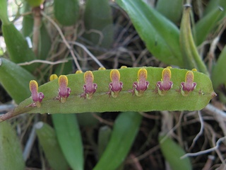 Bulbophyllum_ falcatum02.jpg