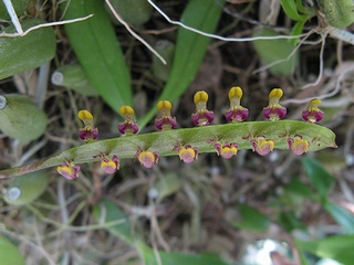 Bulbophyllum_ falcatum03.jpg