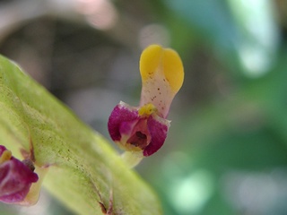 Bulbophyllum_ falcatum04.jpg