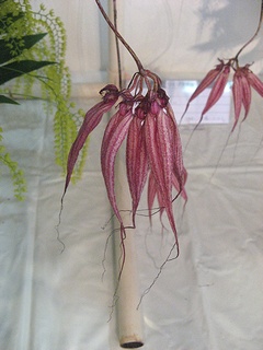 Bulbophyllum_Elizabeth_Ann01.jpg