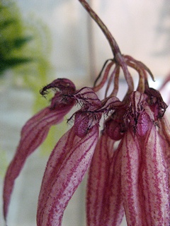 Bulbophyllum_Elizabeth_Ann02.jpg