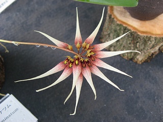 Bulbophyllum_acuminatum01.jpg