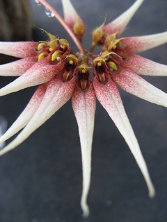 Bulbophyllum_acuminatum02.jpg