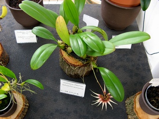 Bulbophyllum_acuminatum03.jpg