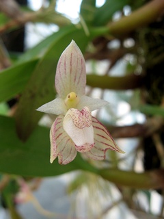 Bulbophyllum_ambrosia01.jpg