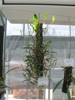 Bulbophyllum_ambrosia02.jpg