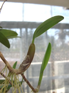 Bulbophyllum_ambrosia03.jpg