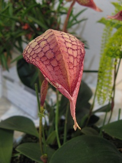 Bulbophyllum_arfakianum01.jpg