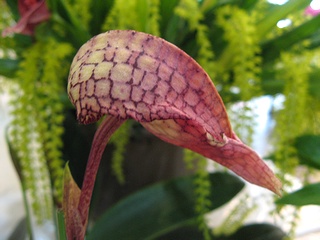 Bulbophyllum_arfakianum02.jpg