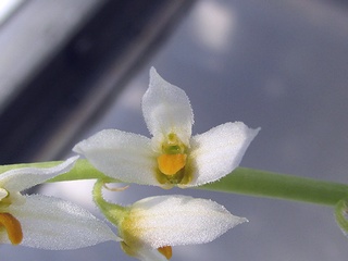 Bulbophyllum_auricomum01.jpg