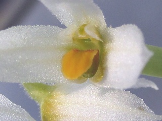 Bulbophyllum_auricomum02.jpg