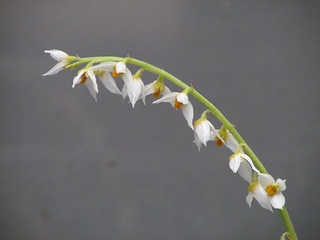Bulbophyllum_auricomum03.jpg