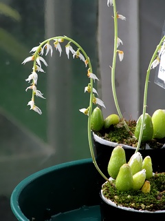 Bulbophyllum_auricomum04.jpg